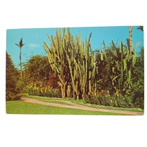 Postcard Amazing Pipe Organ Cactus Sunken Gardens St Petersburg Florida Chrome - $6.98