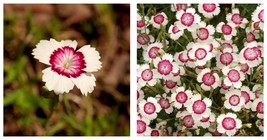 200PCS Maiden Pink Dianthus Deltoides &#39;Arctic Fire&#39; Carnation Flower Seeds  - £15.97 GBP