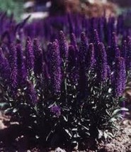 50+ Veronica Porphyriana Purple Flower Seeds - £7.59 GBP