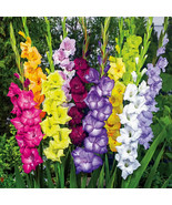 LKS Gladiolus Flower Bulbs Corms 15 Lg Bulb Rainbow Mixed Large S Home G... - $689.74 MXN
