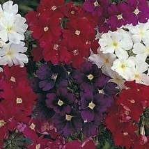 50 + Verbena Cuarzo Mezcla Verbena Flor Perenne Semillas/Ciervo Resistente - £11.16 GBP