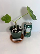 It&#39;s alive! A starter Buddha Belly Plant in a 4&quot; pot! A quirky little de... - $16.95