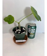 It&#39;s alive! A starter Buddha Belly Plant in a 4&quot; pot! A quirky little de... - €14,60 EUR