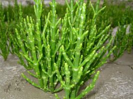 Salicornia europaea seeds Sarcocornia fruticosa glasswort pickleweed pic... - $9.49+