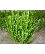 Salicornia europaea seeds Sarcocornia fruticosa glasswort pickleweed pic... - $13.01 CAD+