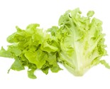KKG 1000 Oak Leaf Lettuce Seeds Planting Seeds - $13.95