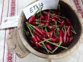 Etna Chili Pepper, 5 seeds (Ch 071) - £2.38 GBP