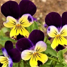 100 Seeds Beautiful Virgo Butterfly Flower Seeds - £10.37 GBP