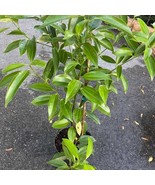 Large Cinnamon Tree In 10 Inch Pot Cinnamomum Zeylanicum Ceylon Cinnamon... - $258.93 CAD