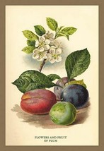 Flowers and Fruit of a Plum by W.H.J. Boot - Art Print - £17.53 GBP+