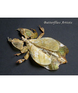 Phyllium Pulchrifolium Yellow Walking Leaf Real Bug Framed Entomology Sh... - $129.02 CAD