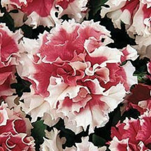 New Fresh Seeds Petunia Seeds 50 Red Piroutte Petunia Pirouette Red Petunia USA  - $26.00