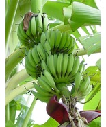 African Giant Banana Tree musa kandarian Small Rooted STARTER Plant - $87.51 CAD