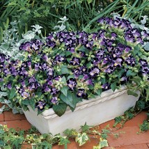 US Seller Torenia Seeds Duchess Deep Blue 50 Seeds Torenia Fournieri Fast Shippi - $28.00