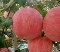 25 Red Fuji Apple Crisp Sweet Juicy Seeds Grown In Usa Gardening - £7.71 GBP