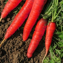 Atomic Red Carrot Seeds, Lycopene, NON-GMO, Variety Sizes, Free Shipping - £1.46 GBP+