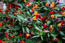 10 Seeds- Aurora Pepper Seeds! Heirloom- Non GMO- Rainbow Colorful Fruit   - £3.13 GBP