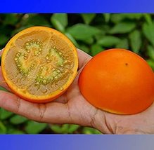 Orange Naranjilla Solanum Quitoense Fruit Seeds, Professional Pack, 100 Seeds - £10.15 GBP