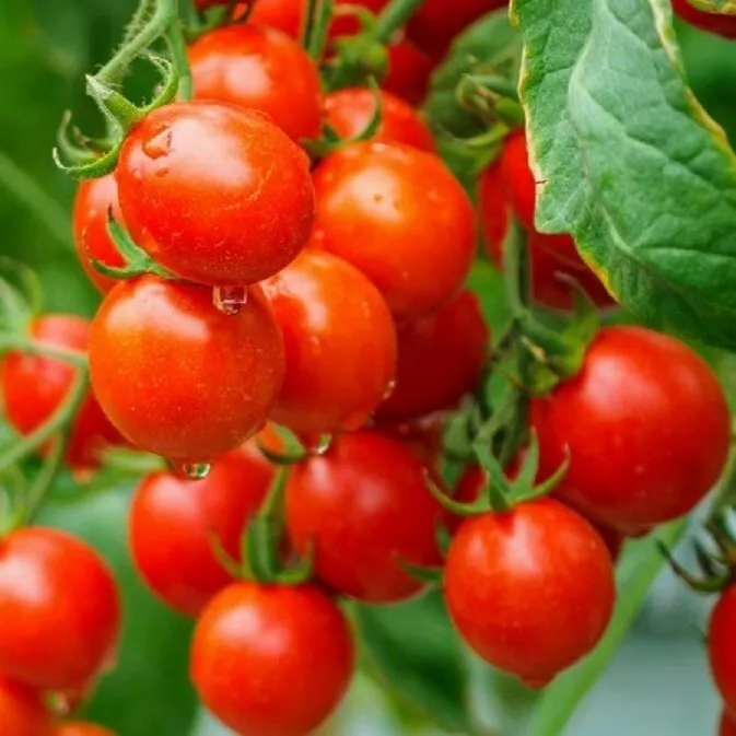 50 Seeds Sugar Lump Tomato Vegetable Garden - £7.73 GBP