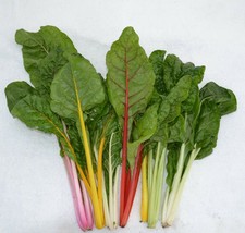 Simple Pack 200 seed Vegetable Swiss Chard Rainbow Mix - £6.19 GBP