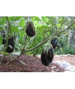 NEW 10 Epimedium Brevicornu Plant Seeds - $9.59