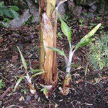 From Us Musa Ingens (Giant Banana) Tropical Live Fruit Tree TP15 - £59.79 GBP