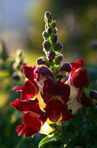 Snapdragon Night And Day 200 Seeds Deep Red With A White Throat Fresh Ga... - $13.69