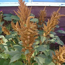 USA SELLER New 100 Pastel Autumns Touch Amaranthus Cruentus Bronze Coral Apricot - £9.64 GBP