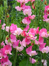 400 Seeds Pink Tall Sweet Pea Seeds Home and Garden - $25.99