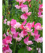 400 Seeds Pink Tall Sweet Pea Seeds Home and Garden - $25.99