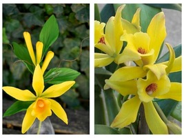 Vanilla Bean Orchid Vanilla planifolia Green leaf variety Live STARTER P... - £51.06 GBP