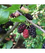 New Fresh 1 Red Mulberry Tree 12-24In Tall Morus Rubra Bare Root Fruit Tree - $36.19 CAD