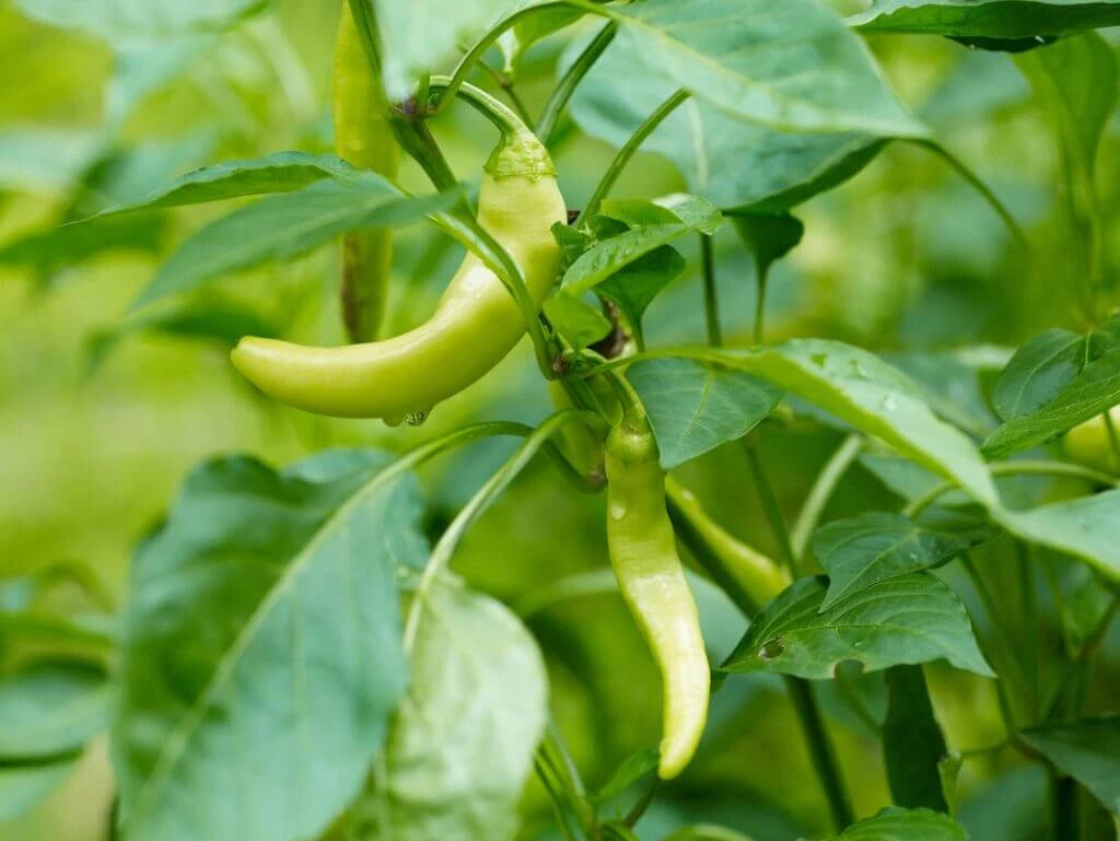 25 SEEDS Pepperoncini Pepper Garden Fresh Vegetables Healthy Planting Ed... - $5.24