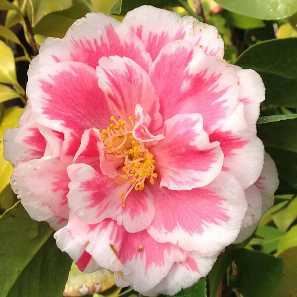 Herme Pink Bicolor Bloom Camellia Japonica Live Starter Plant Fresh Garden - $43.98