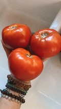 AW 50 Large Beefsteak Tomato Seeds Homen Garden Fruit Non Gmo Organic Ed... - $9.79