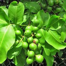 Mamoncillo / quenepa spanish lime ( Meliccocus Bijugatu ) Live Fruit Tre... - $60.00