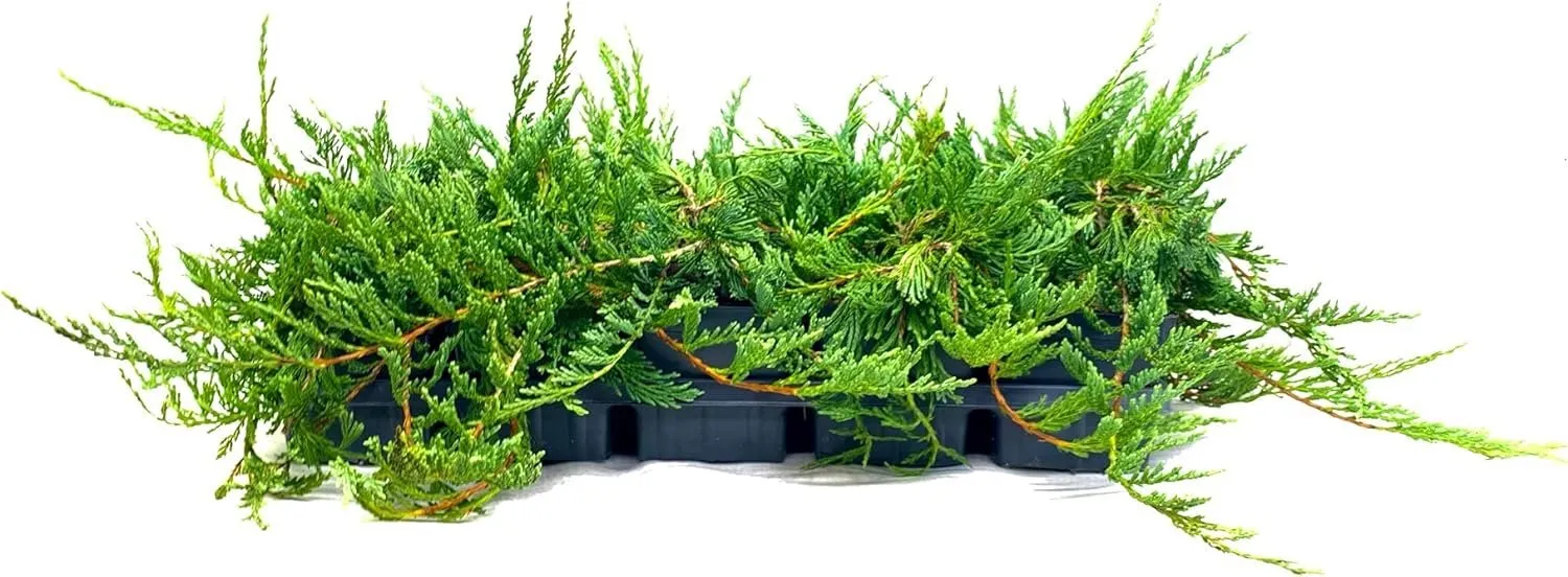 Juniper Bar Harbor Live 4nch Pot Juniperus Horizontalis Drought - £30.92 GBP