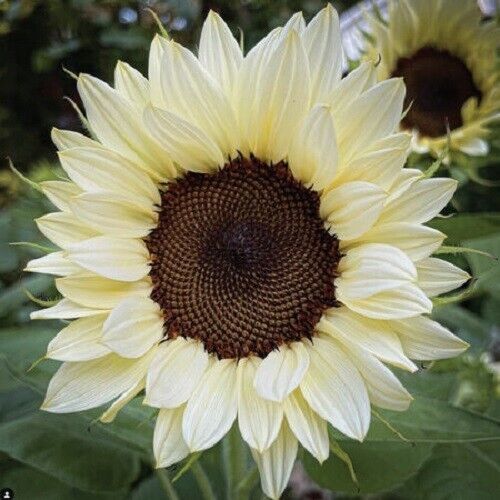 Primary image for ProCut® White Nite 25 seeds, (F1) Sunflower Seeds