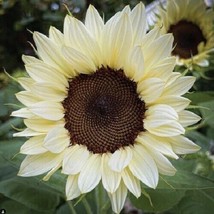 ProCut® White Nite 25 seeds, (F1) Sunflower Seeds - £6.38 GBP
