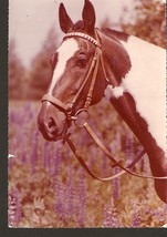 Poland RUCH photo card postcard Horse State herd of stallions foto Raczk... - £9.67 GBP