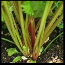 Redpar Cutting Red Celery 100 Organic Super Non GMO Bulk Bulk Seeds - $9.45
