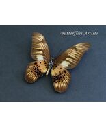 Coppery Swordtail Graphium Latreillianus Butterfly Framed Entomology Sha... - $64.99