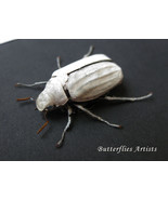 White Scarab Cyphochilus Insulanus Real Beetle Framed Entomology Shadowbox - €47,18 EUR