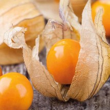 Physalis Peruviana Colombia Select   Greater Bigger Physalis Inca Berry ... - $15.84