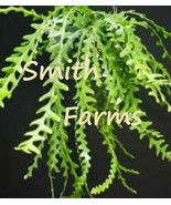 SYR 25 Seeds ZigZag Cactus Succulent Flowers Fast Growing - $13.43