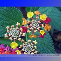 Fresh Seeds Lantana Camara Big Wild Sage Flower Seeds 10 Seeds Shrubby T... - $9.44