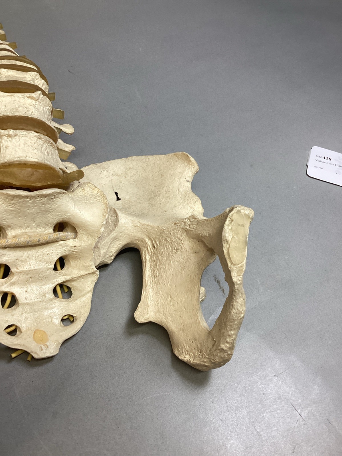Resin Human Vertebral Column with Pelvis Skeleton Model Medical Anatomical Spine Item image 4