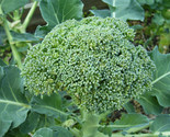 Broccoli De Cicco Seeds Cruciferous NON-GMO Variety Sizes  - £2.37 GBP