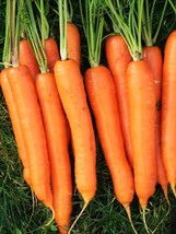 US Seller Imperator 58 Carrot Aas Winner Danvers Fall New Fresh - $7.90