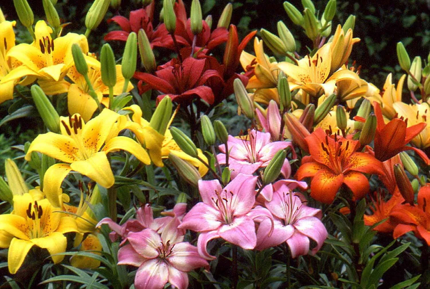 5 Asiatic Lily Bulbs Mixed Bright Colors Summer Bloom Hardy - £34.76 GBP